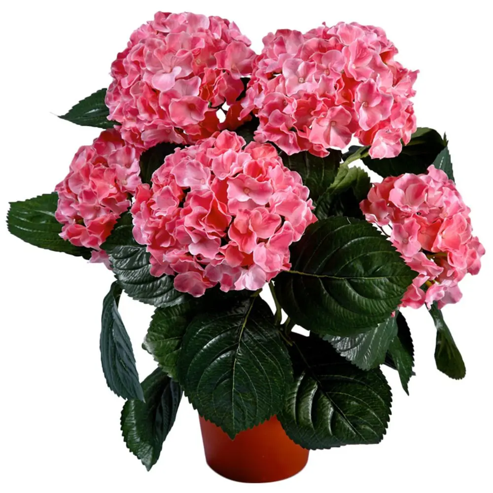Гортензия крупноцветковая Белла 19х30-40 см 15944303 STLM-2087968 Santreyd 