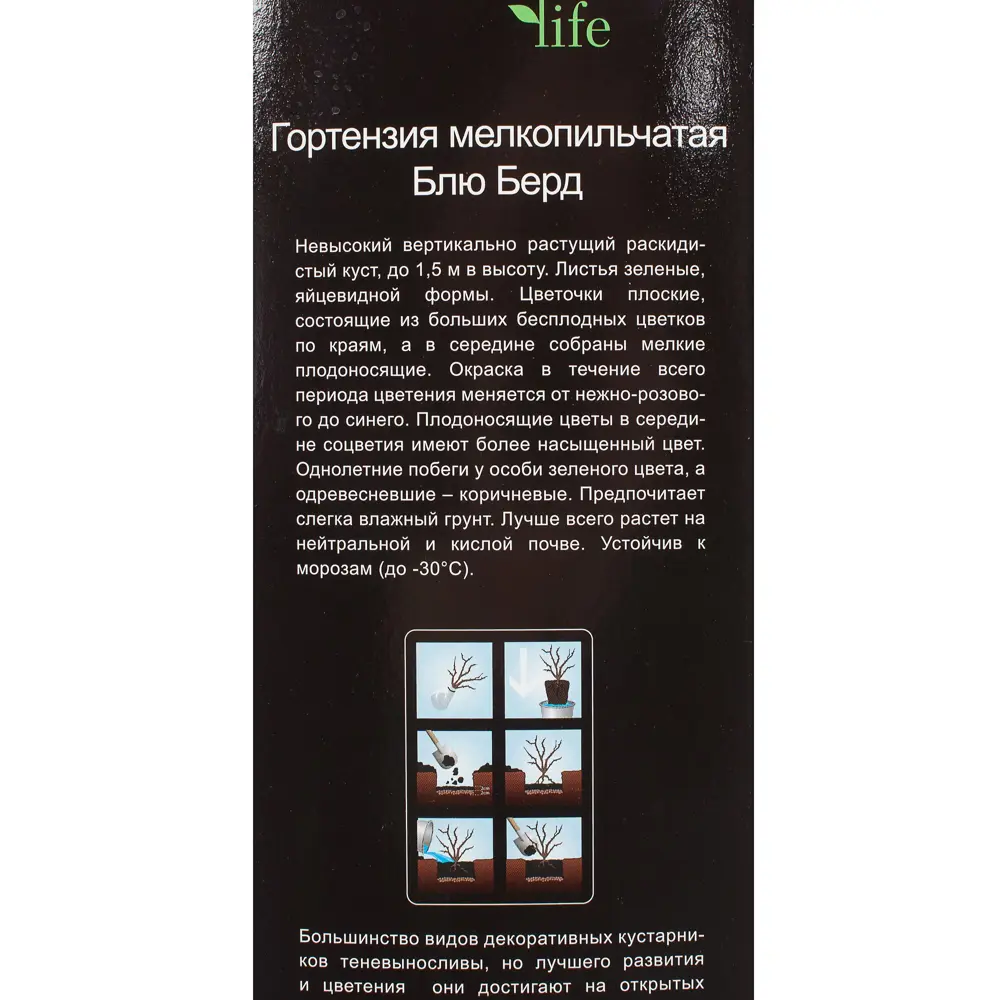 Гортензия мелкопильчатая «Блю Берд» (в тубе) 81948497 STLM-2162120 Santreyd  - Вид №2