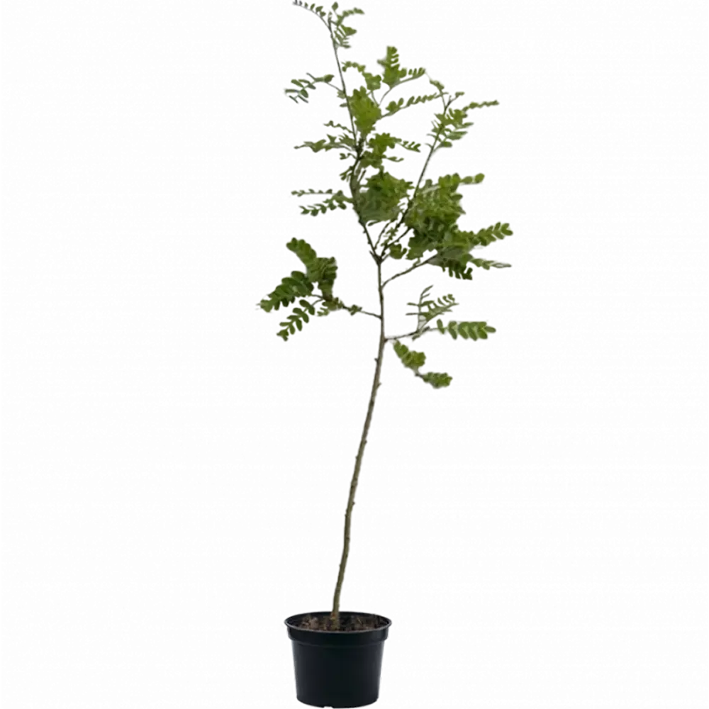 Карагана/Акация древовидная ø15 h20 см 89465408 STLM-2030221 PLANTMARKET  - Вид №2