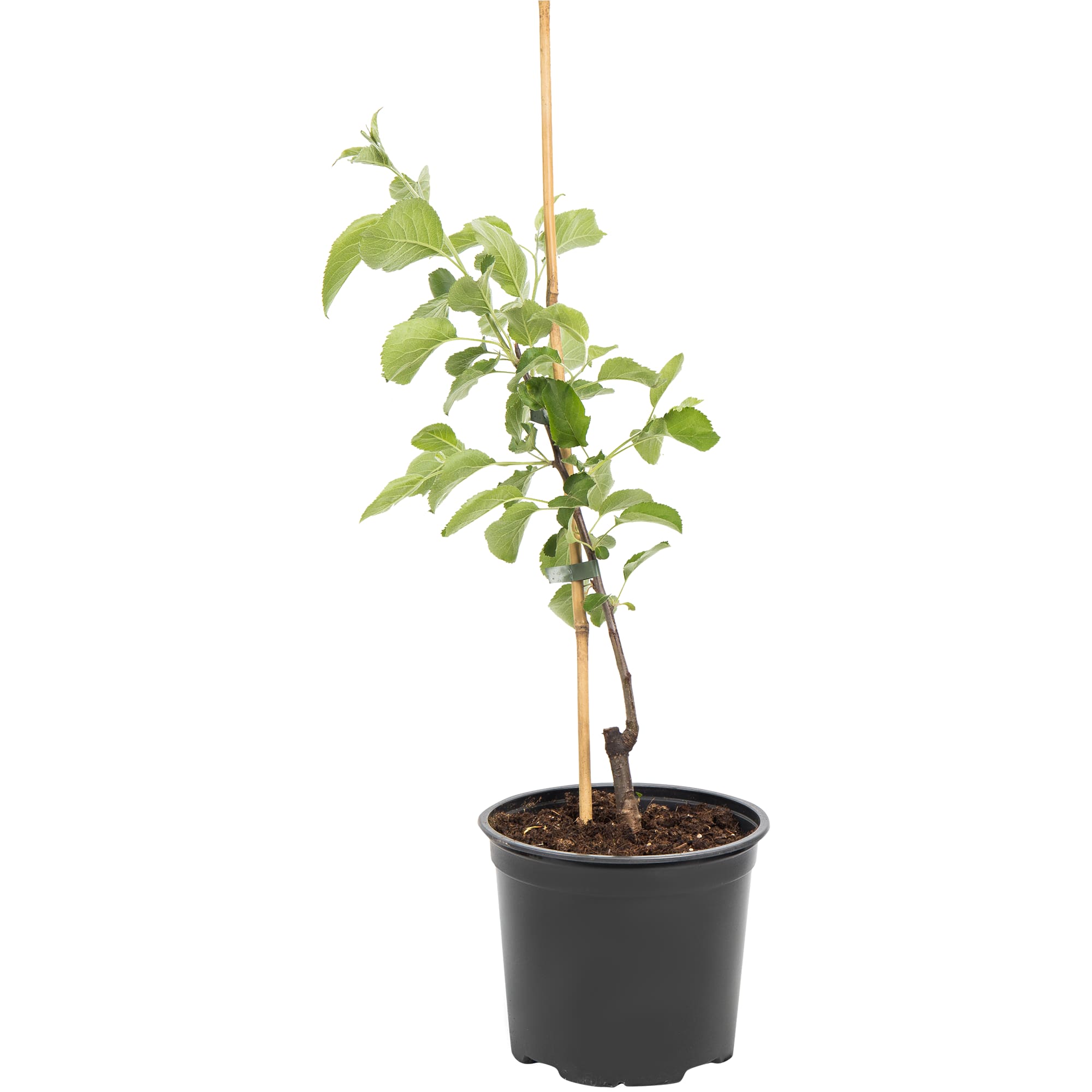 82585460 Яблоня карликовая «Приземлённое» 17.5x50 см Santreyd 