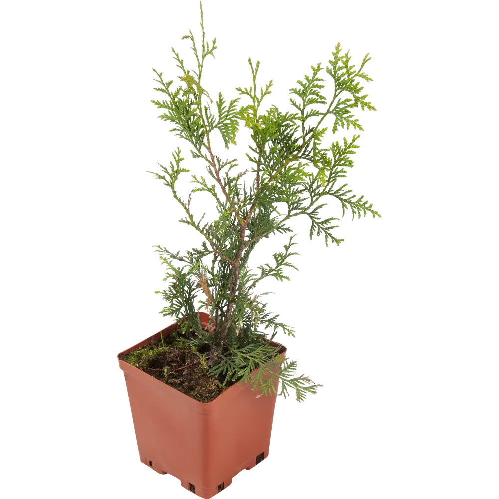 Туя западная «Брабант» 15x30 см 82596816 STLM-2094618 Santreyd 