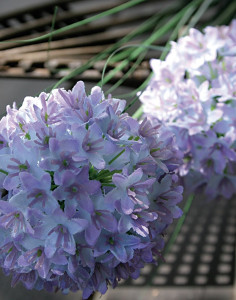 3531 227 a2 Искусственный лук, 2 цветка, 75 см, светло-фиолетовый-темно-фиолетовый H-andreas
