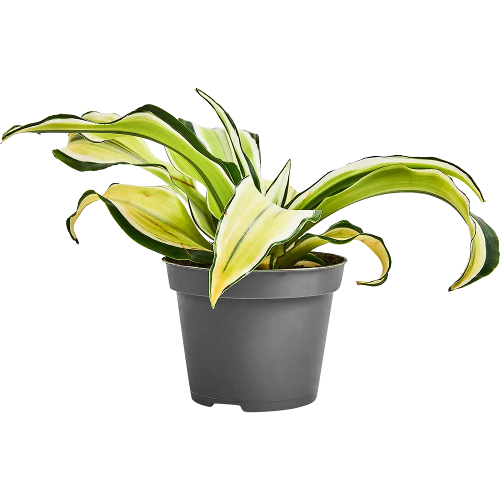 Santreyd Драцена Драгонтри микс — изящное растение с резными листьями 87819512 STLM-0075863 - Вид №6