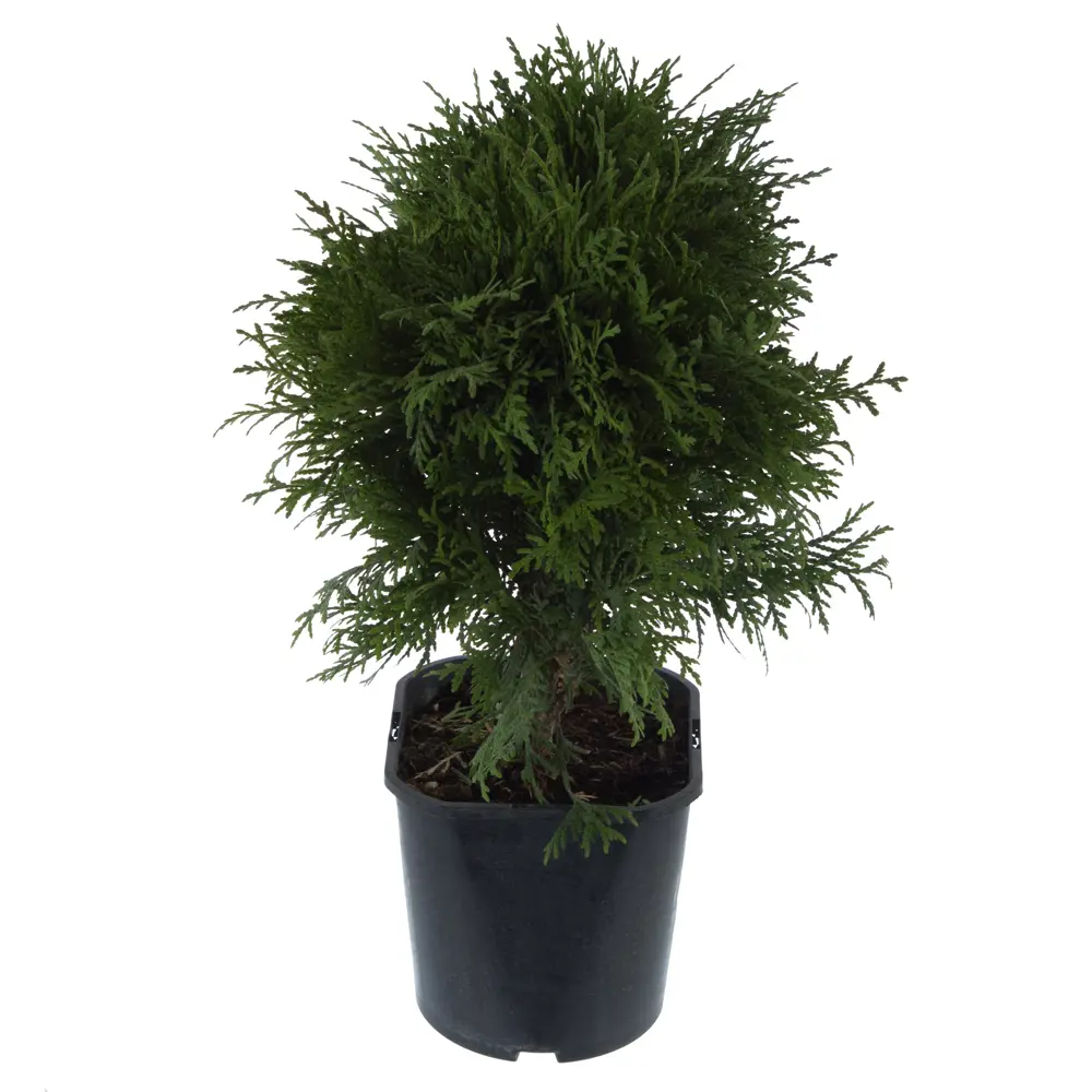 Туя «Микс», западная ГАВРИШ STLM-2154716