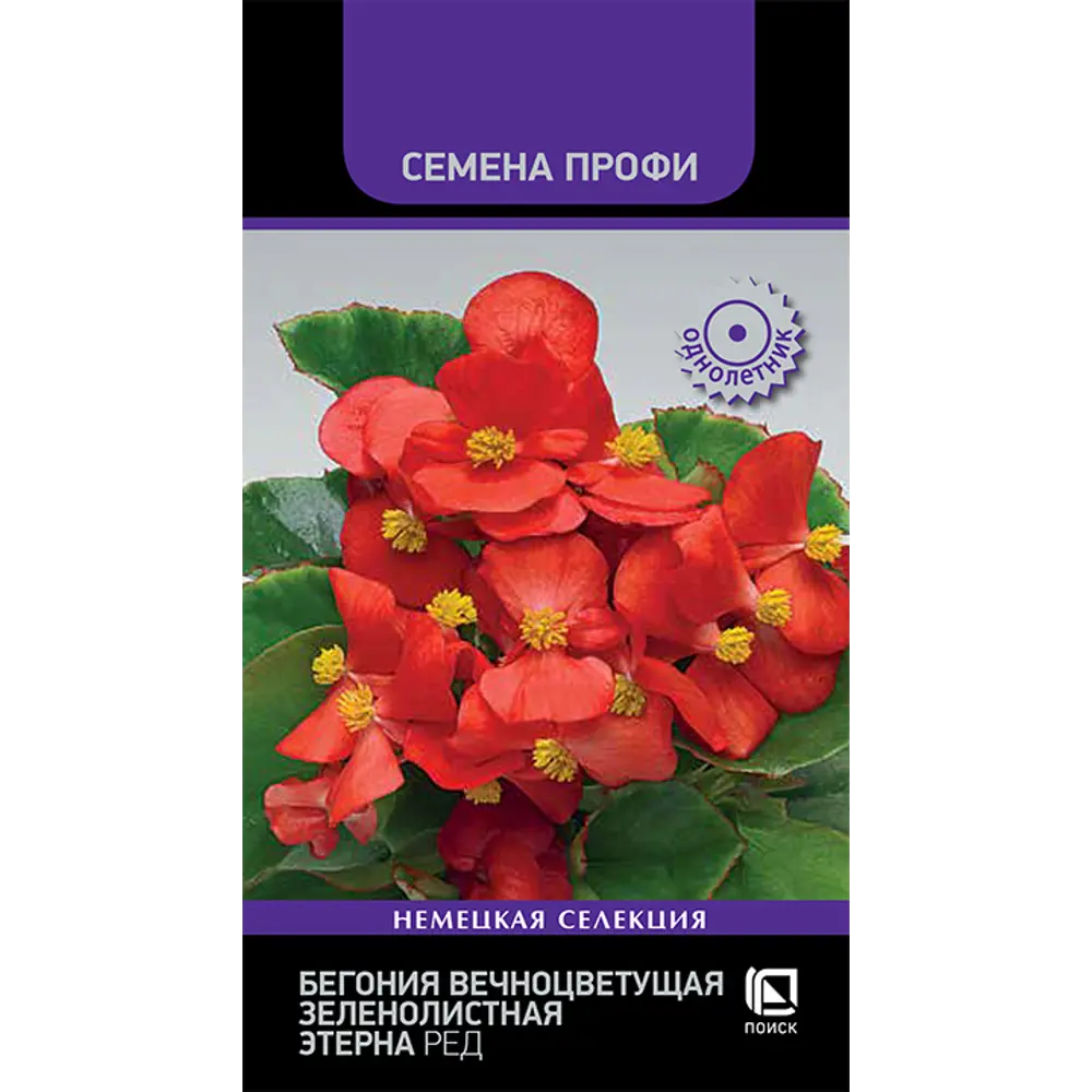 Бегония вечноцветущая Золотой блик ПОИСК - солнечные цветы для сада 89401253 STLM-1578200