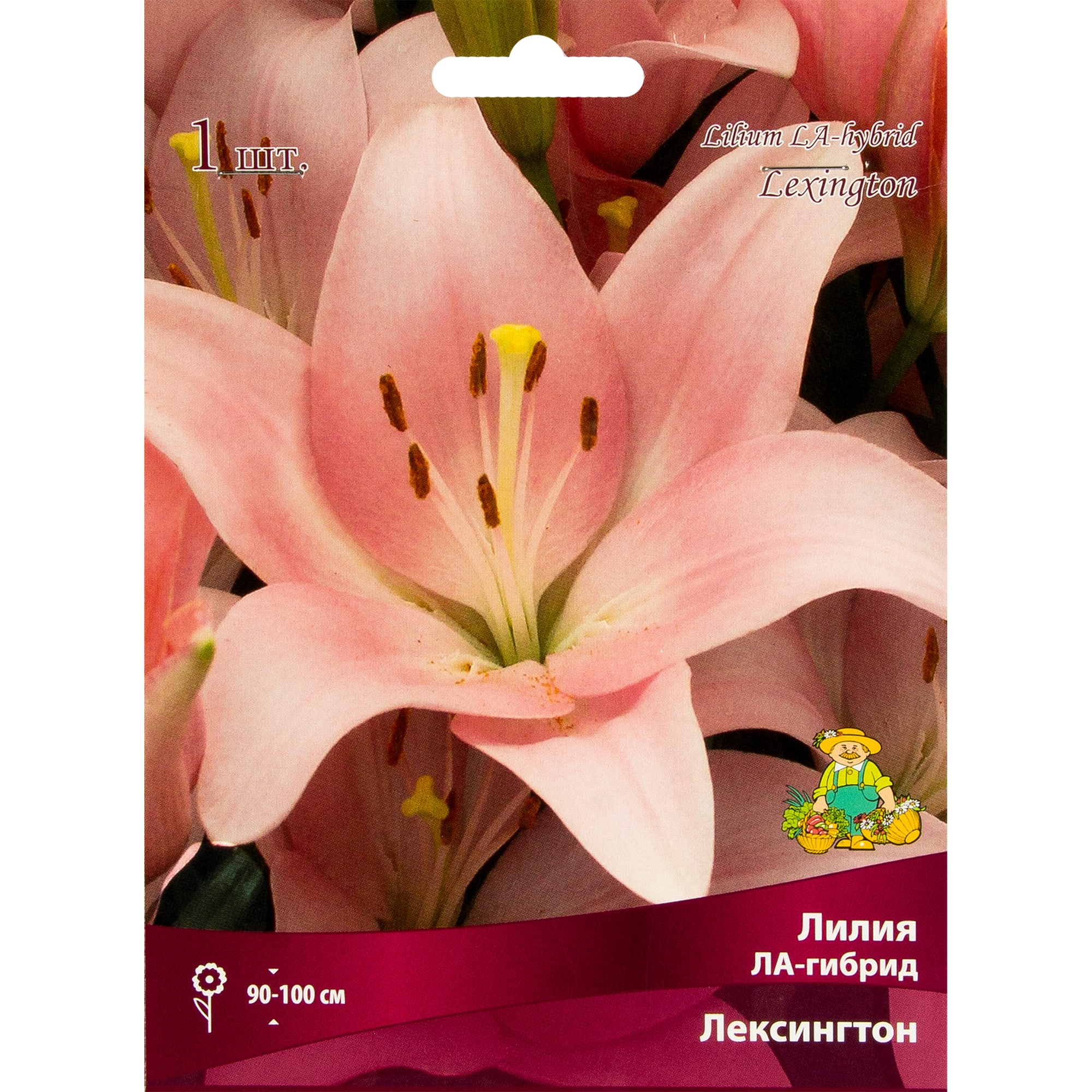 82319571 Лилия ЛА-гибрид «Лексингтон», размер луковицы 14/16 Santreyd 