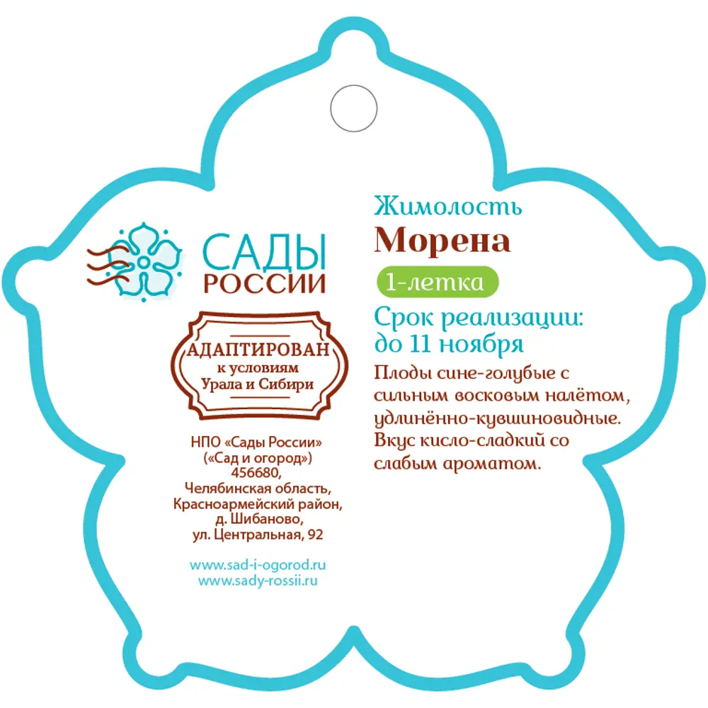 Жимолость «Морена» 1 год 12.5x30-50 см 82610438 STLM-2043630 Santreyd  - Вид №1