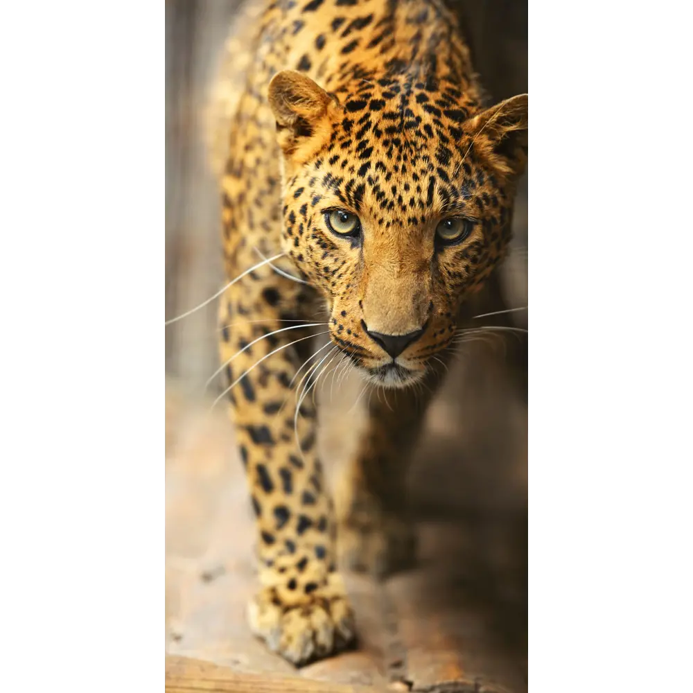 Фотообои «Леопард», флизелиновые, 130x250 см, E515030 82283331 STLM-2139286 Concept