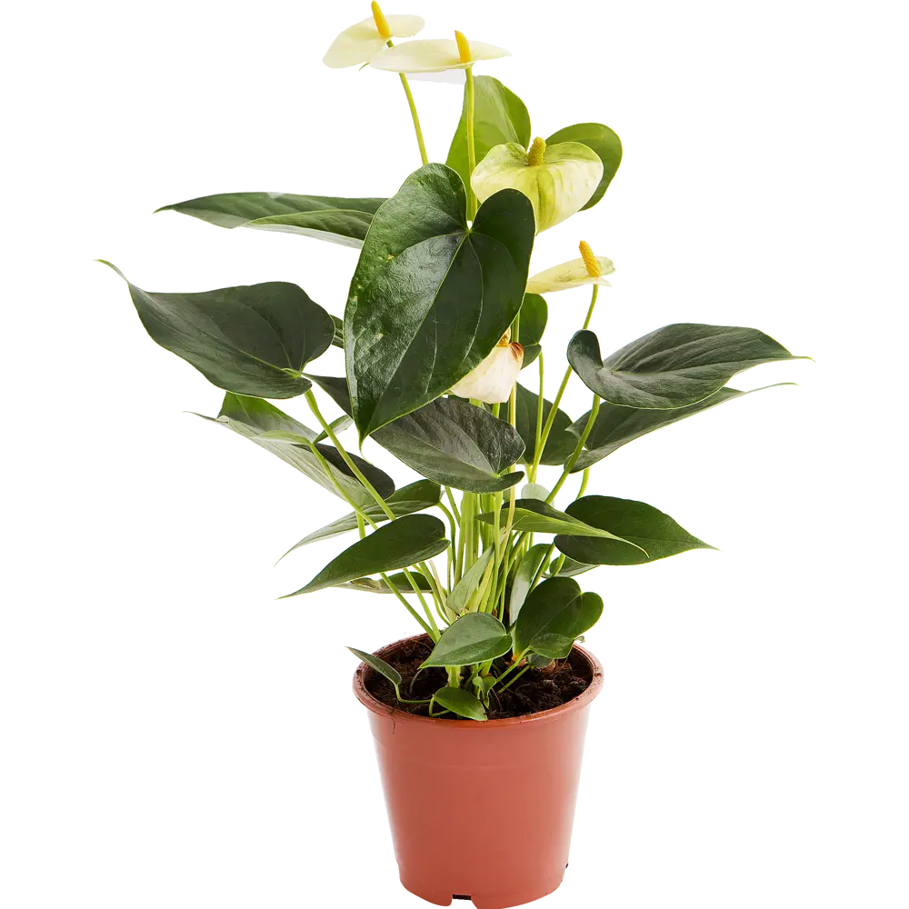 Santreyd Антуриум Андрэ - экзотический цветок-фламинго для вашего интерьера 14447938 STLM-0004953