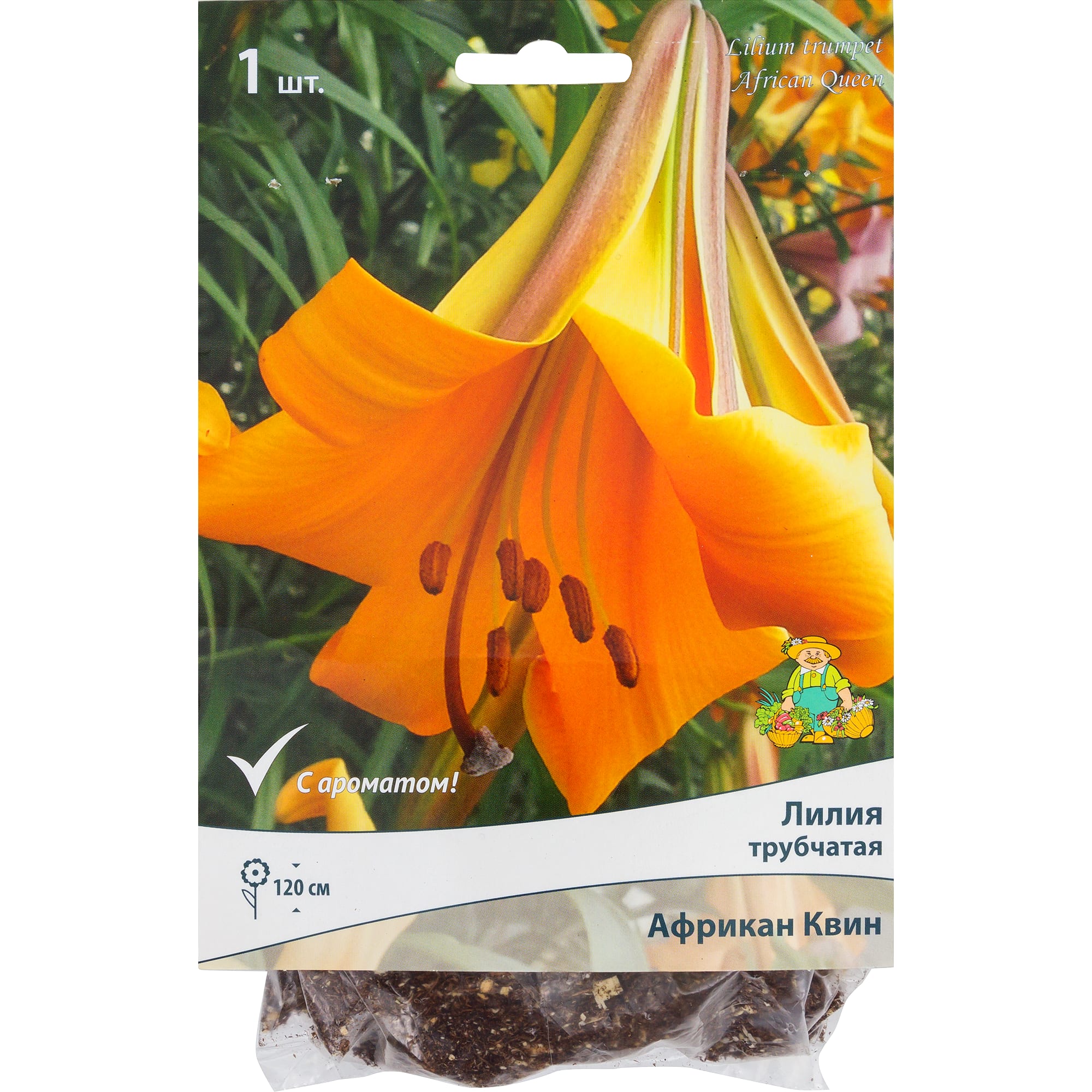 82118705 Лилии трубчатые «Африкан Квин», размер луковицы 14/16, 1 шт Santreyd 