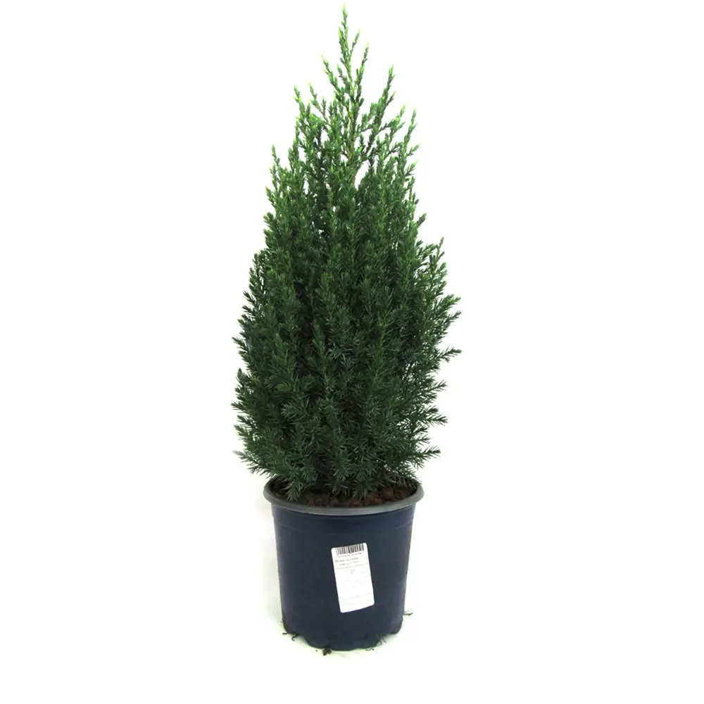 Туя, микс, 15-20x10 см, P9 ГАВРИШ STLM-2205716