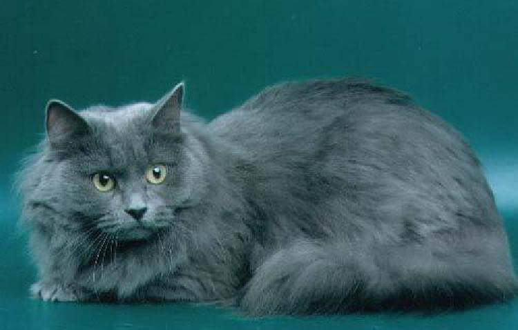 сибирская кошка голубого окраса