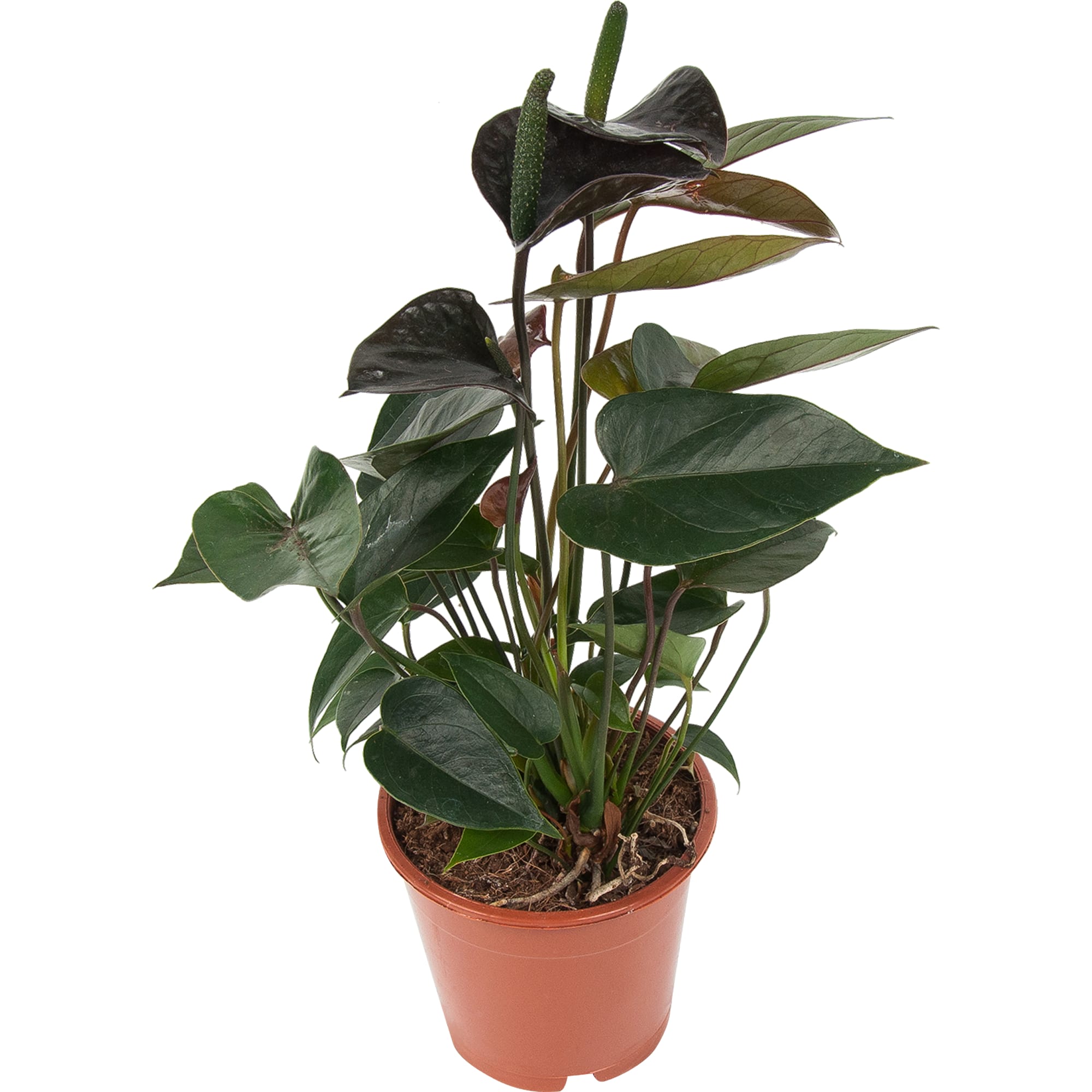 84450765 Антуриум Блэк лав ø12 h35 см Santreyd 