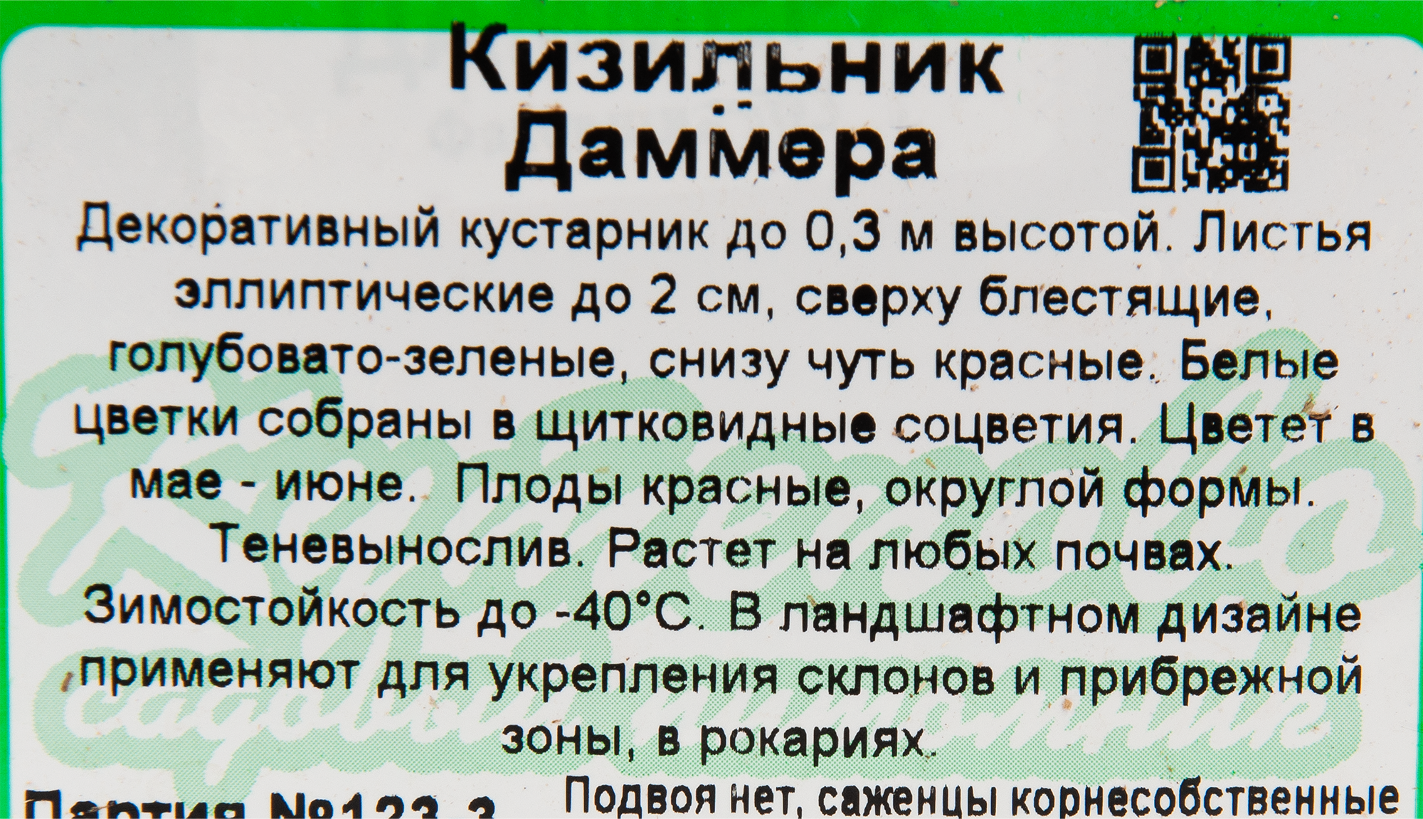 Кизильник Даммера Santreyd - вечнозеленый почвопокровный кустарник 82595248 STLM-0030955 - Вид №2