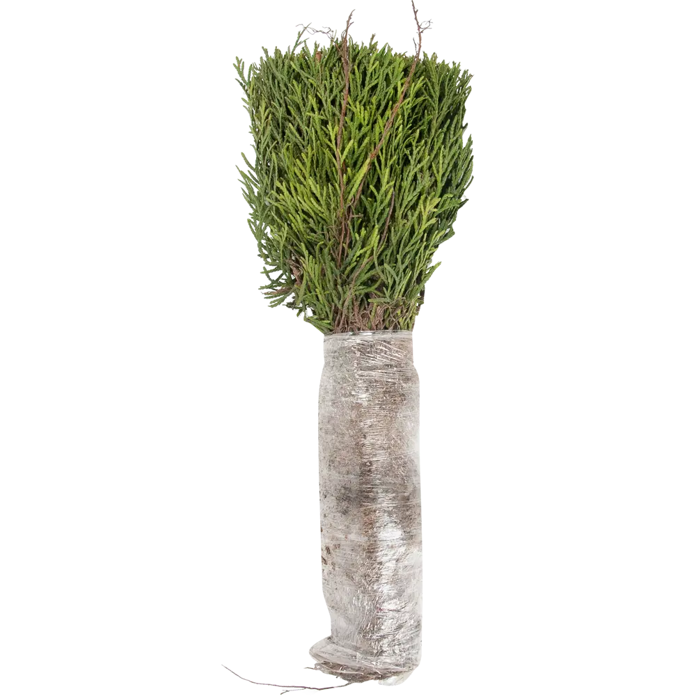 Туя западная Смарагд в тубе BLOOMING LIFE STLM-2179482 - Вид №1