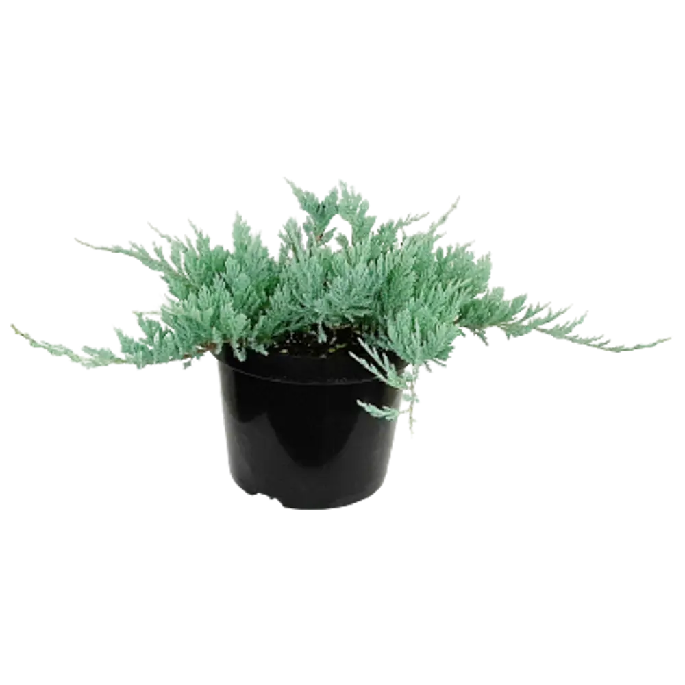 Можжевельник горизонтальный Блю Чип ø19 h20 см ГАВРИШ STLM-2085507