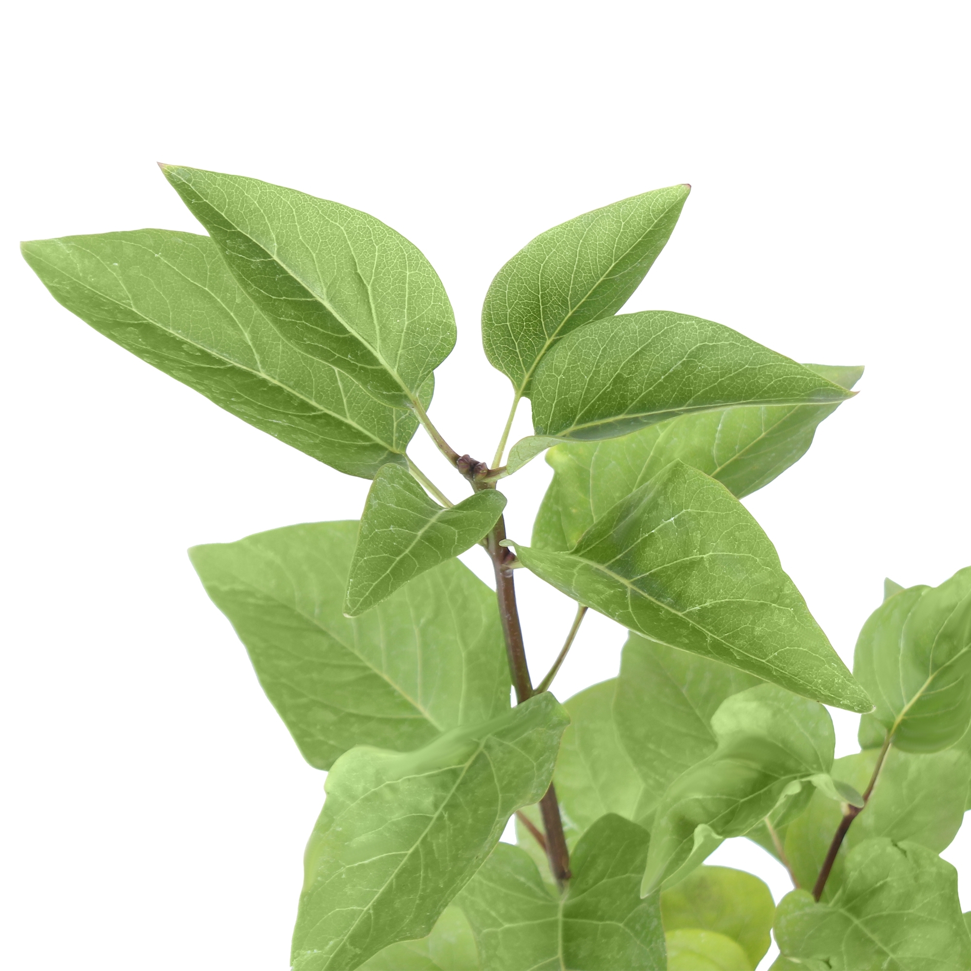 Сирень «Красная Москва» Santreyd - саженец с цветами бургунди 81968683 STLM-0016056 - Вид №1