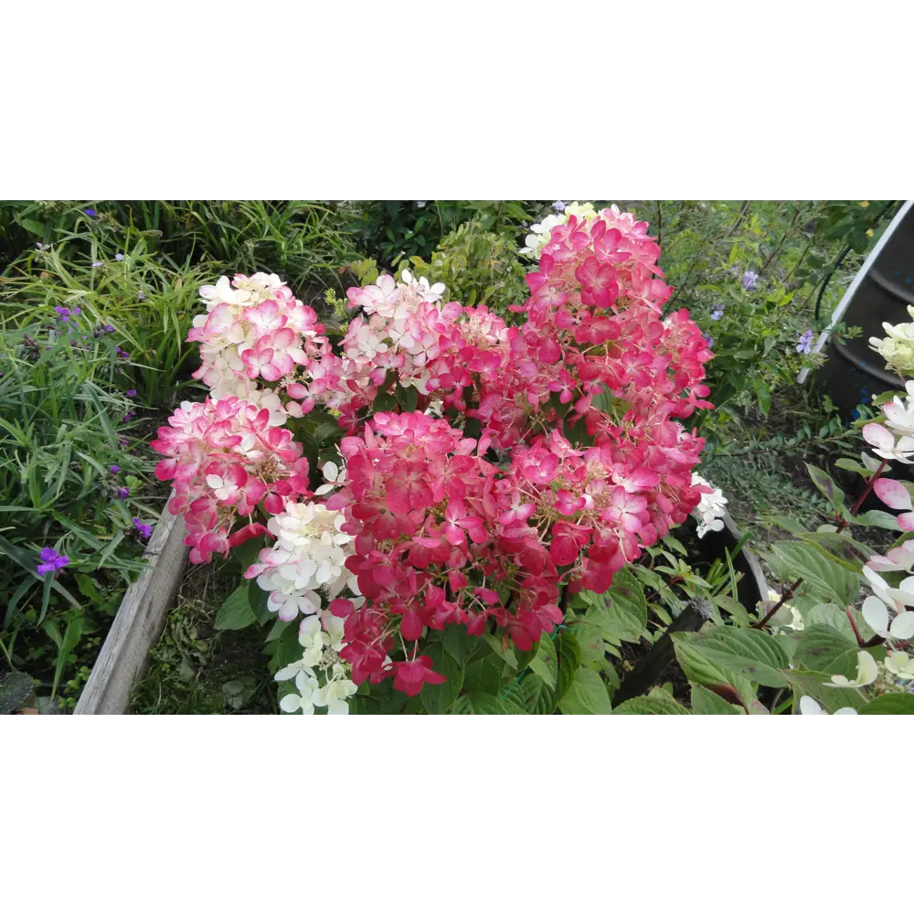 Гортензия метельчатая «Вимс Ред» 9x15 см PLANTMARKET STLM-2009565