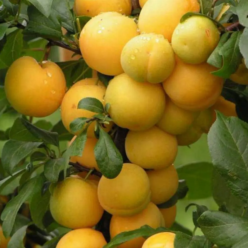 Алыча Царская пакет 89465415 STLM-2072921 PLANTMARKET 