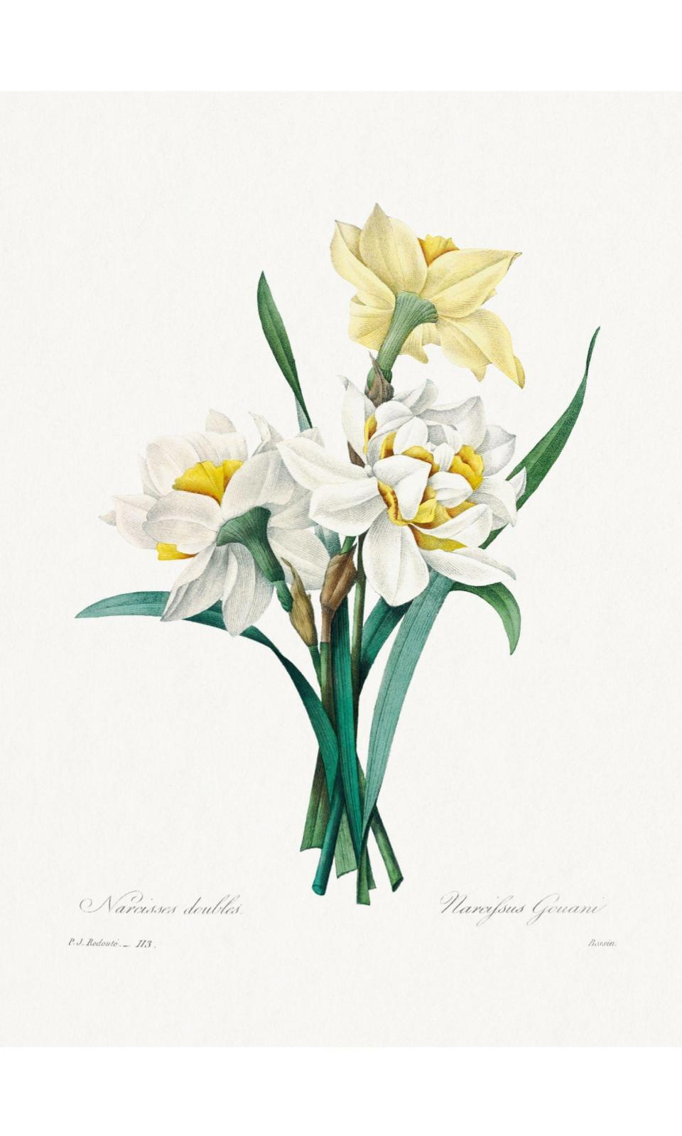 90268002 Постер на холсте Дикие цветы - Двойной нарцисс 60x90 см в подарочном тубусе STLM-0157876 Santreyd