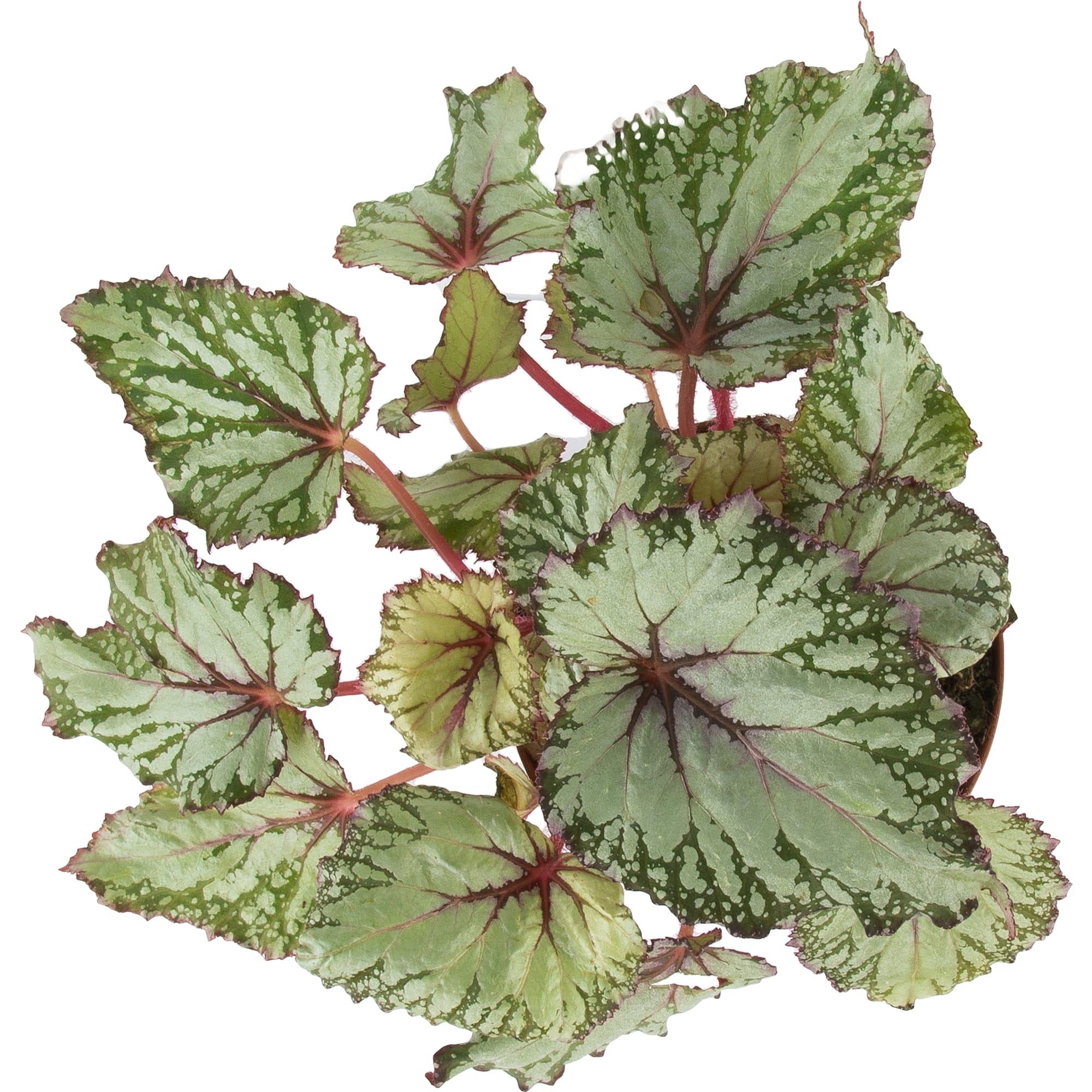 82579543 Бегония рекс гибридная микс d12 h35 Santreyd  - Вид №1