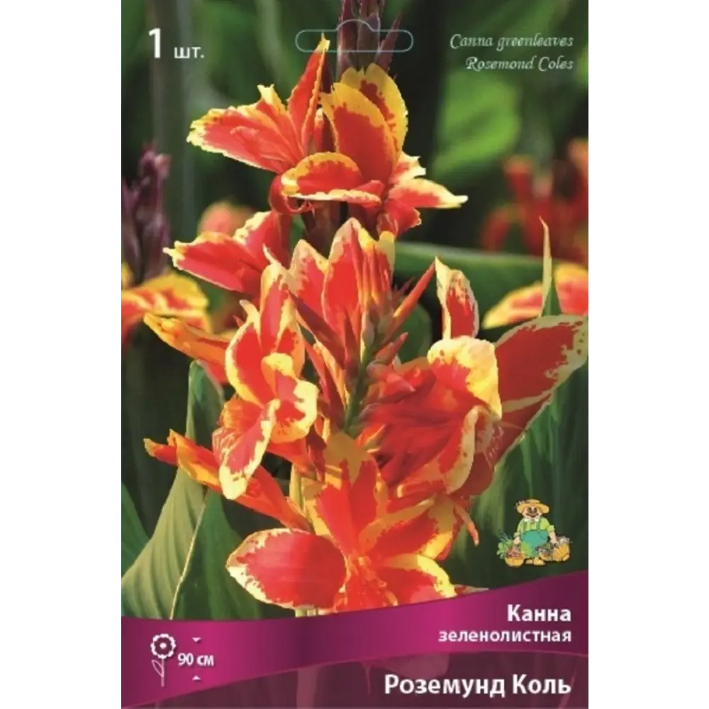 Канна зеленолистная Роземунд Коль 89452159 STLM-2126259 ПОИСК  - Вид №1