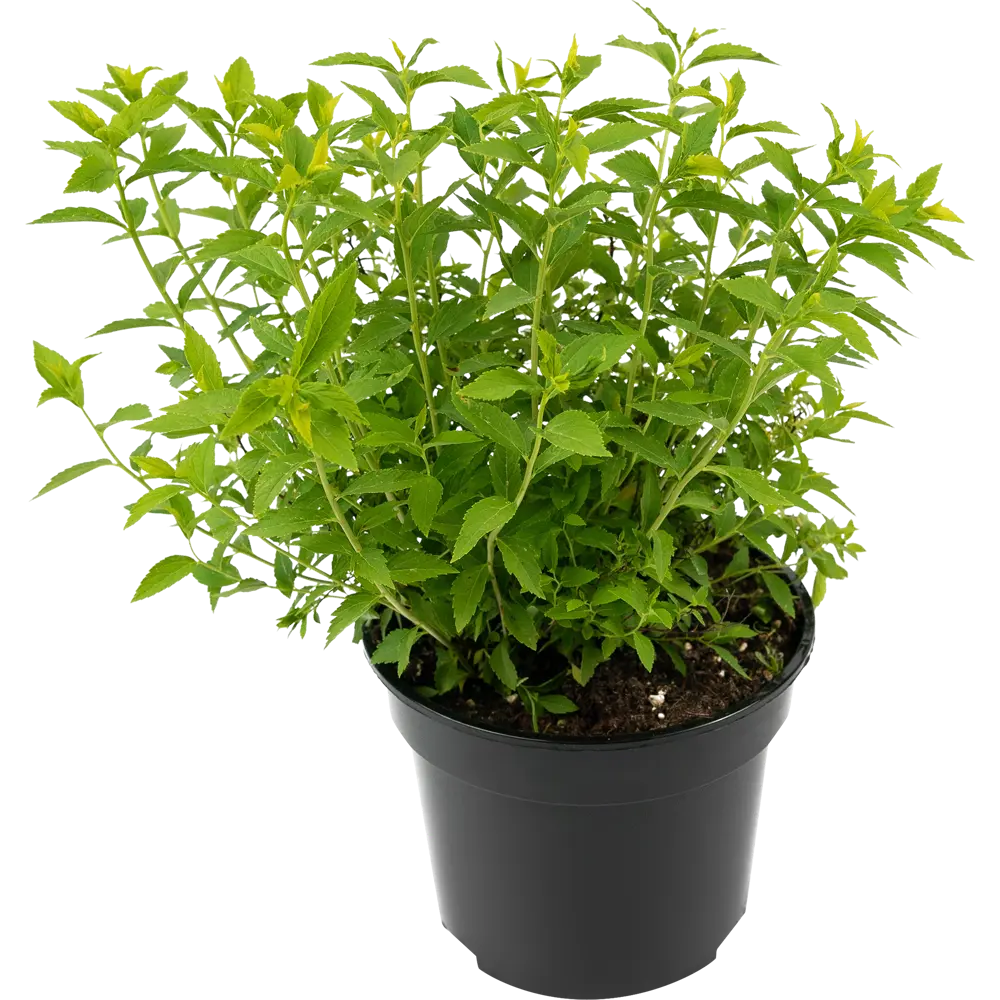 Спирея японская Albiflora - белоснежная цветущая рассада для сада 84841647 Santreyd STLM-1584002