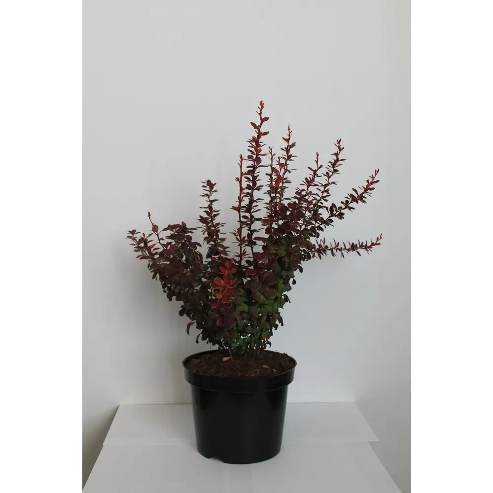 Барбарис, микс, 20-30х10 см, P9 ГАВРИШ STLM-2085258