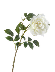 30.0614172WH Роза Эльфе белая Цветочная коллекция