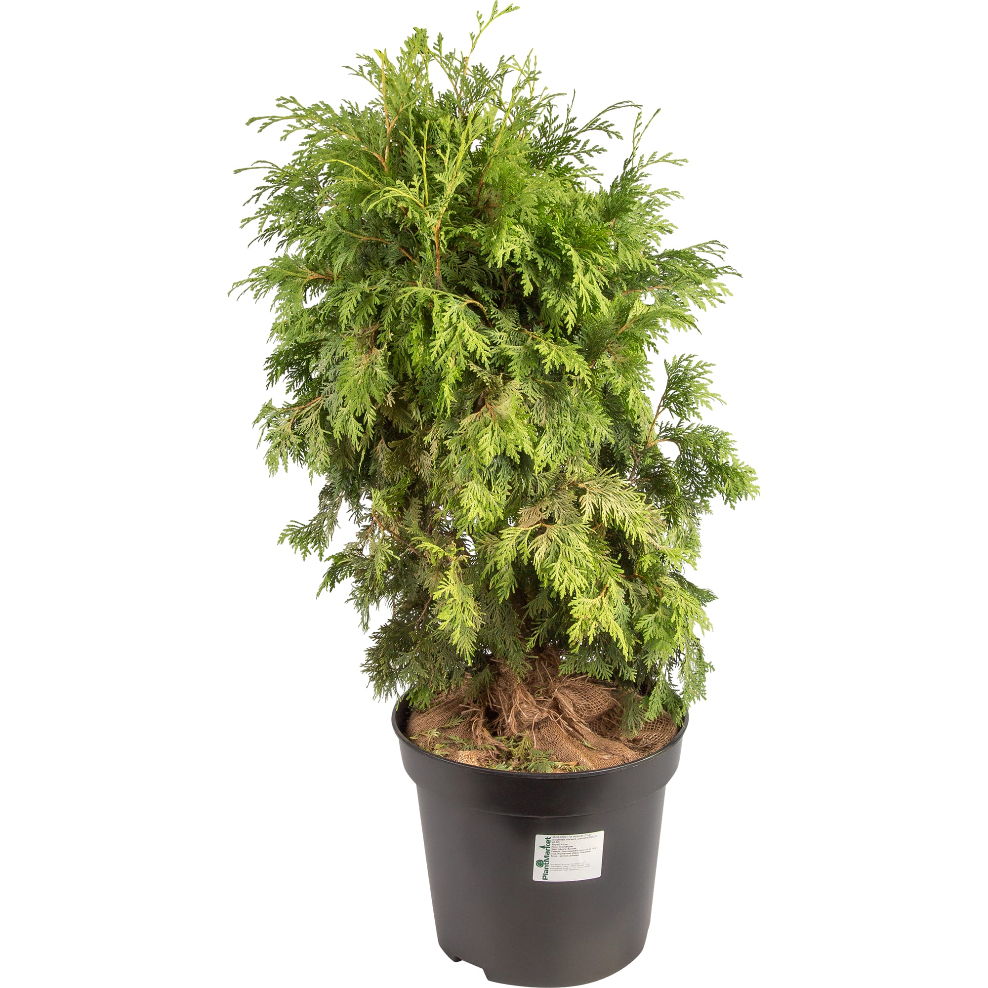 82625365 Туя западная «Вареана Лютесценс» 40x40-60 см Santreyd 