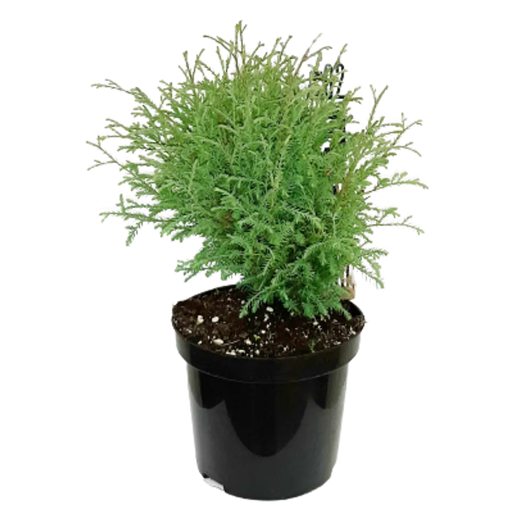 Туя западная М. Боулинг Болл ø19 h20 см ГАВРИШ STLM-2044610