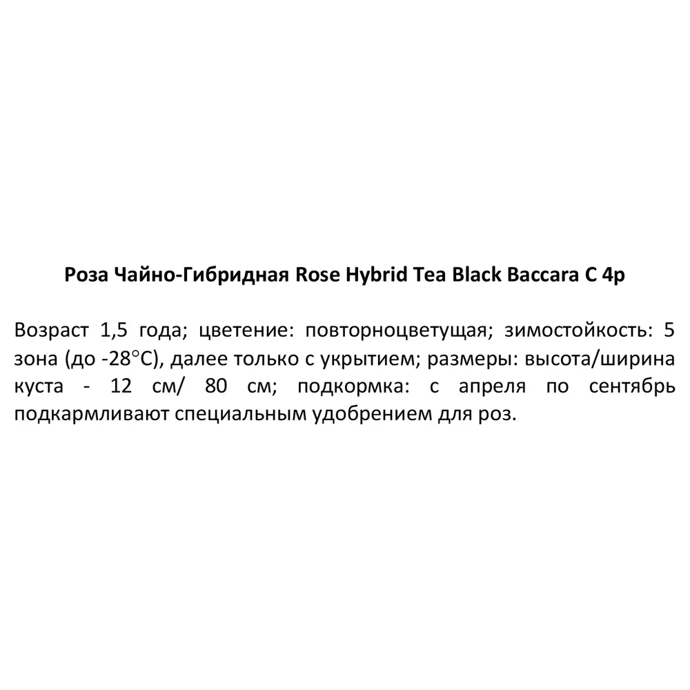 Роза чайно-гибридная Блэк Баккара ø19 h55 см 84827538 STLM-2165907 PLANTMARKET  - Вид №3
