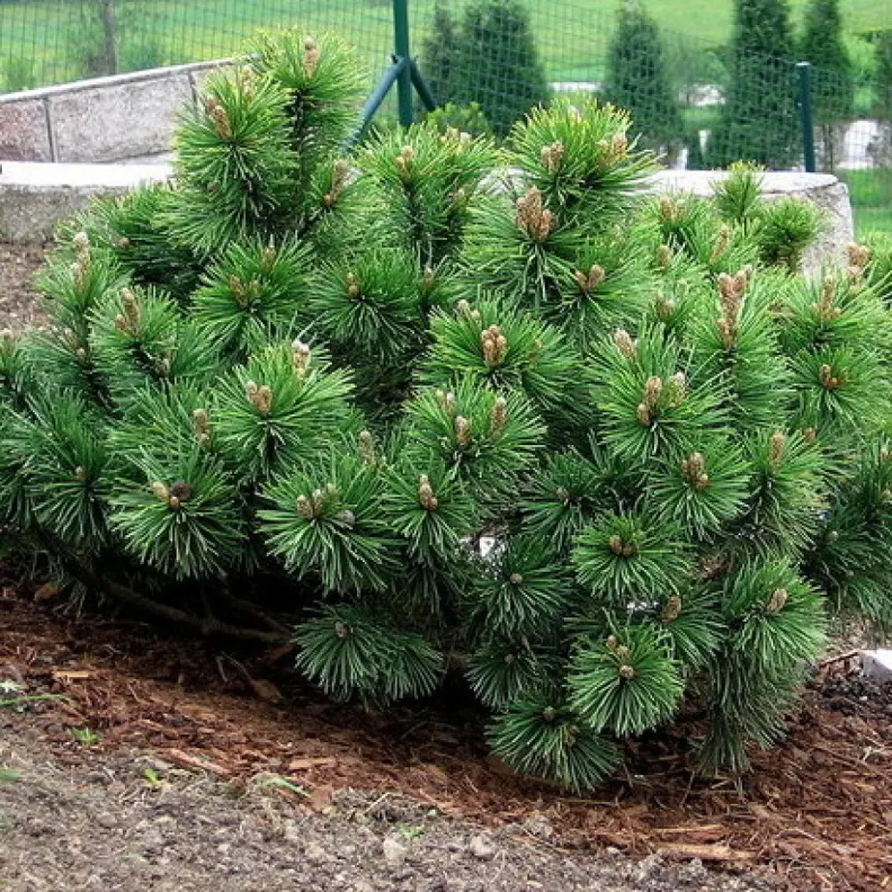 Сосна горная Пумилио ø11 h10 - 15 см 87691144 STLM-2089349 PLANTMARKET 