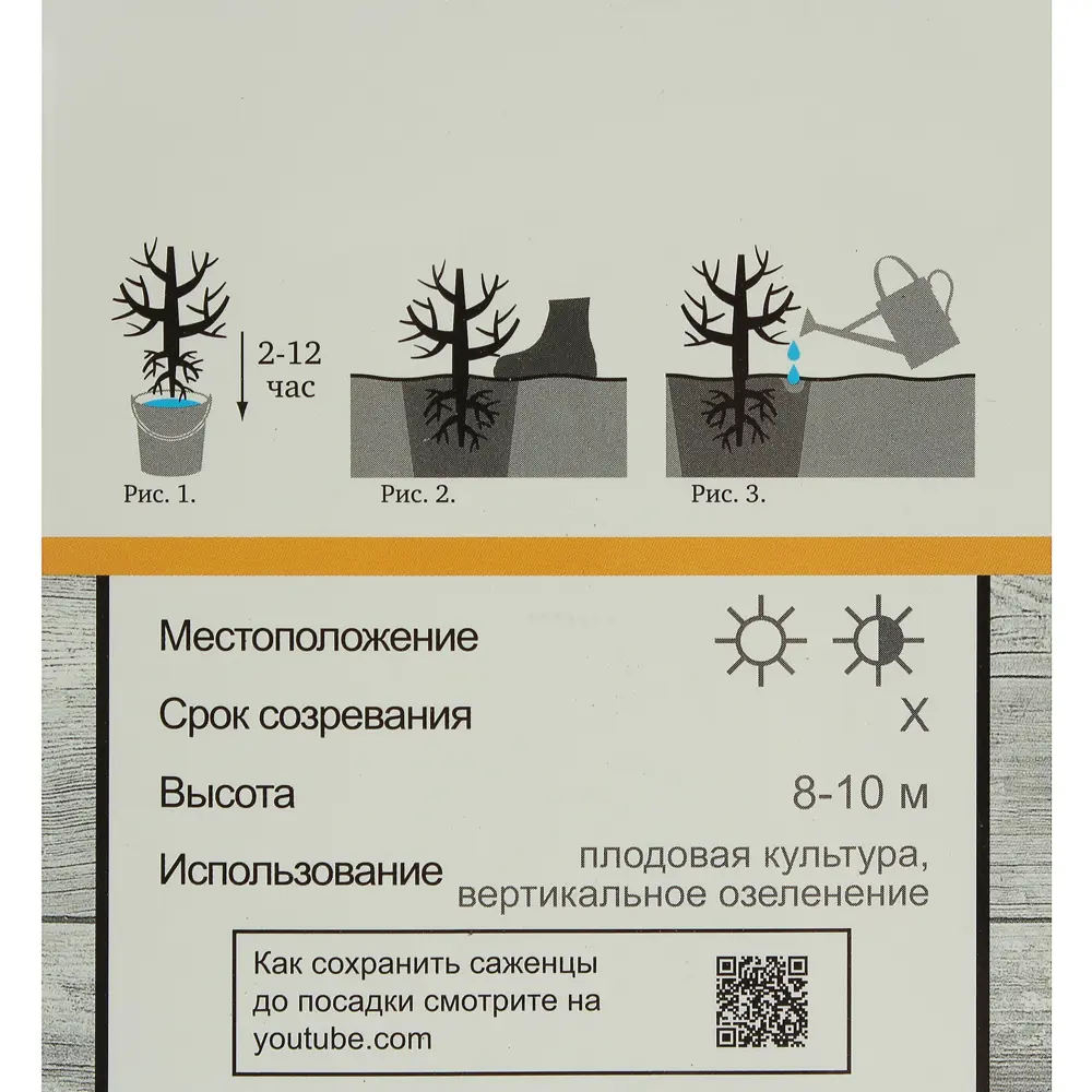 Актинидия Аргута «Ананасная» 81951280 STLM-2017301 Santreyd  - Вид №3