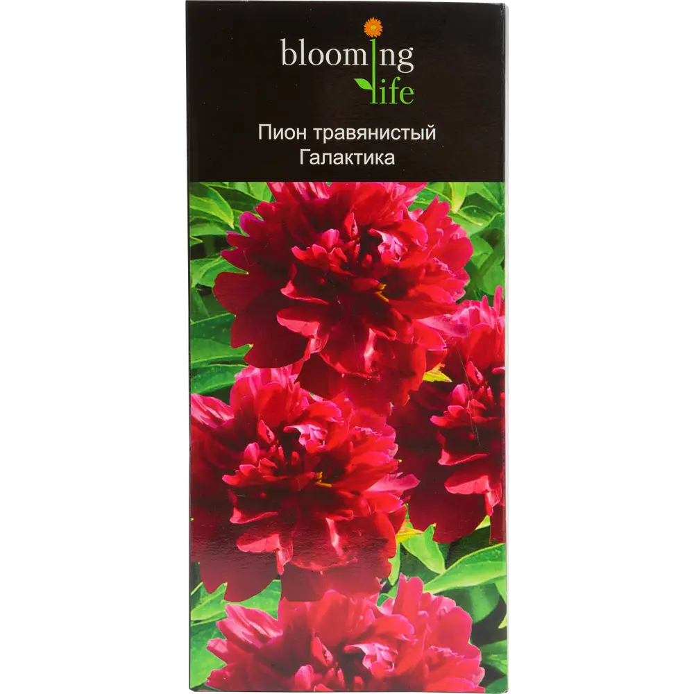 Пион травянистый Галактика 12194981 STLM-2005374 Santreyd  - Вид №1