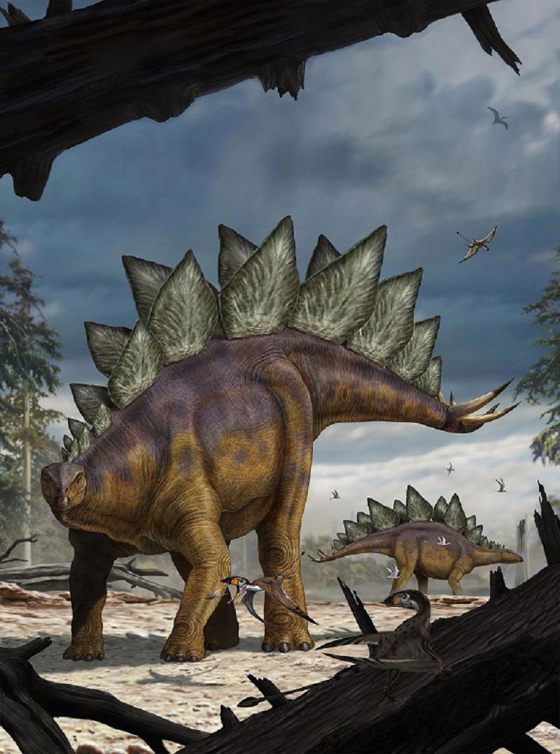 93720462 Фотообои NATIONAL GEOGRAPHIC "Стегозавр (Stegosaurus)" 184смх2,48м флизелиновые STLM-0554960 KOMAR