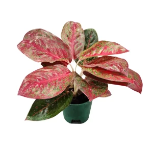 Аглаонема Фаерворкс - комнатное растение с декоративной листвой 89421965