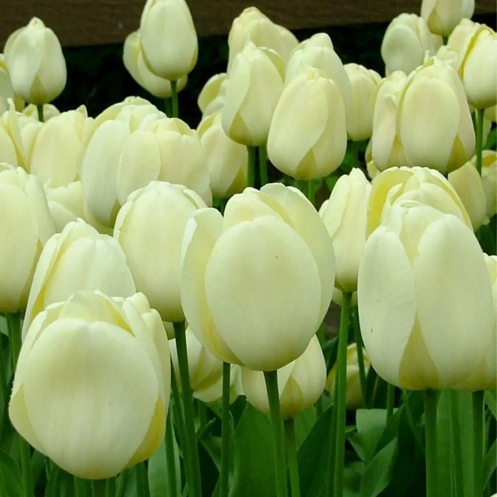 Тюльпан Cream Cocktail GEOLIA 11/12 6/36 STLM-2202376