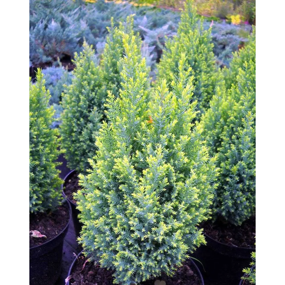 Кипарисовик Лавсона Элвудс Голд ø17 h30 - 40 см PLANTMARKET STLM-2037501