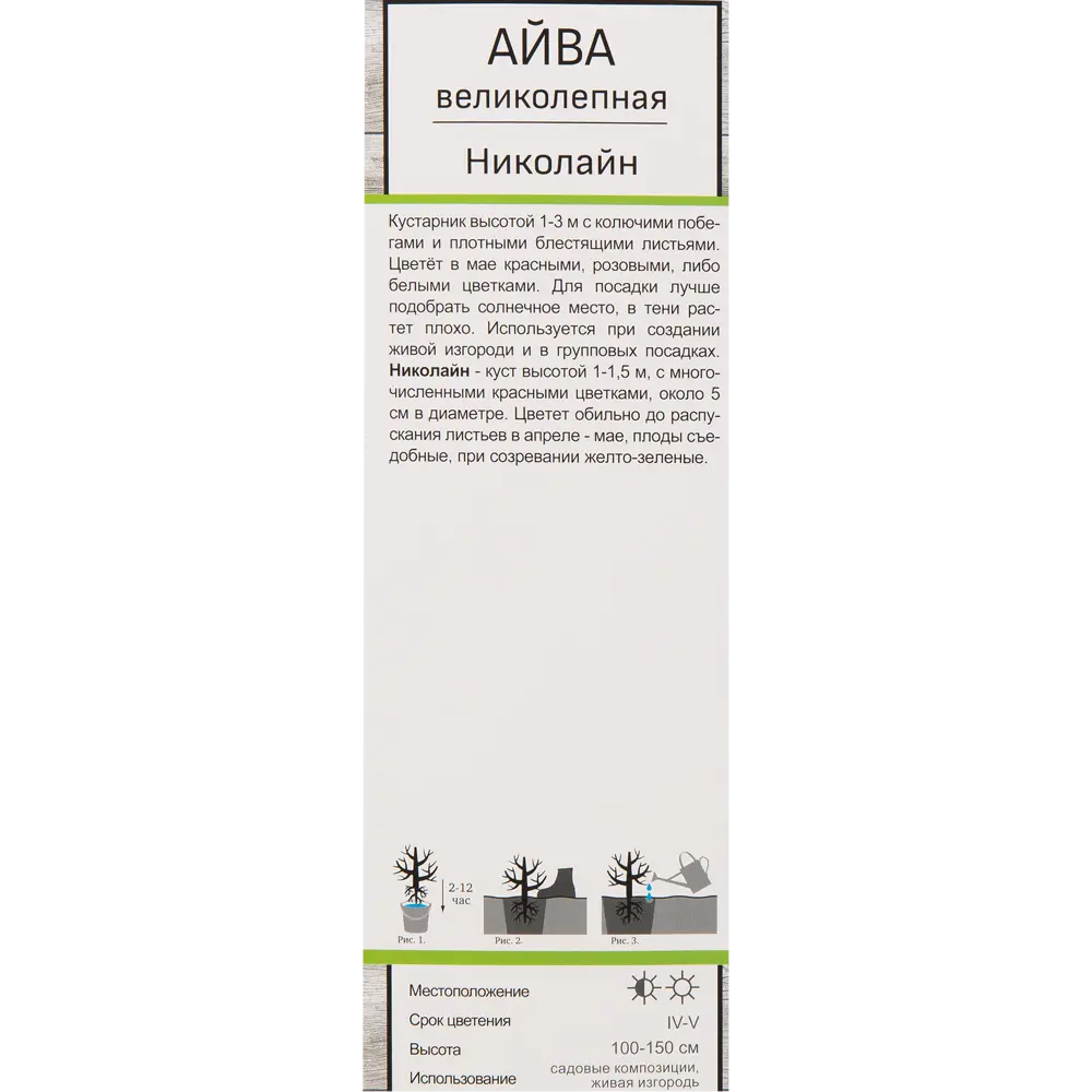 Айва великолепная Николайн 82527691 STLM-2132461 Santreyd  - Вид №1