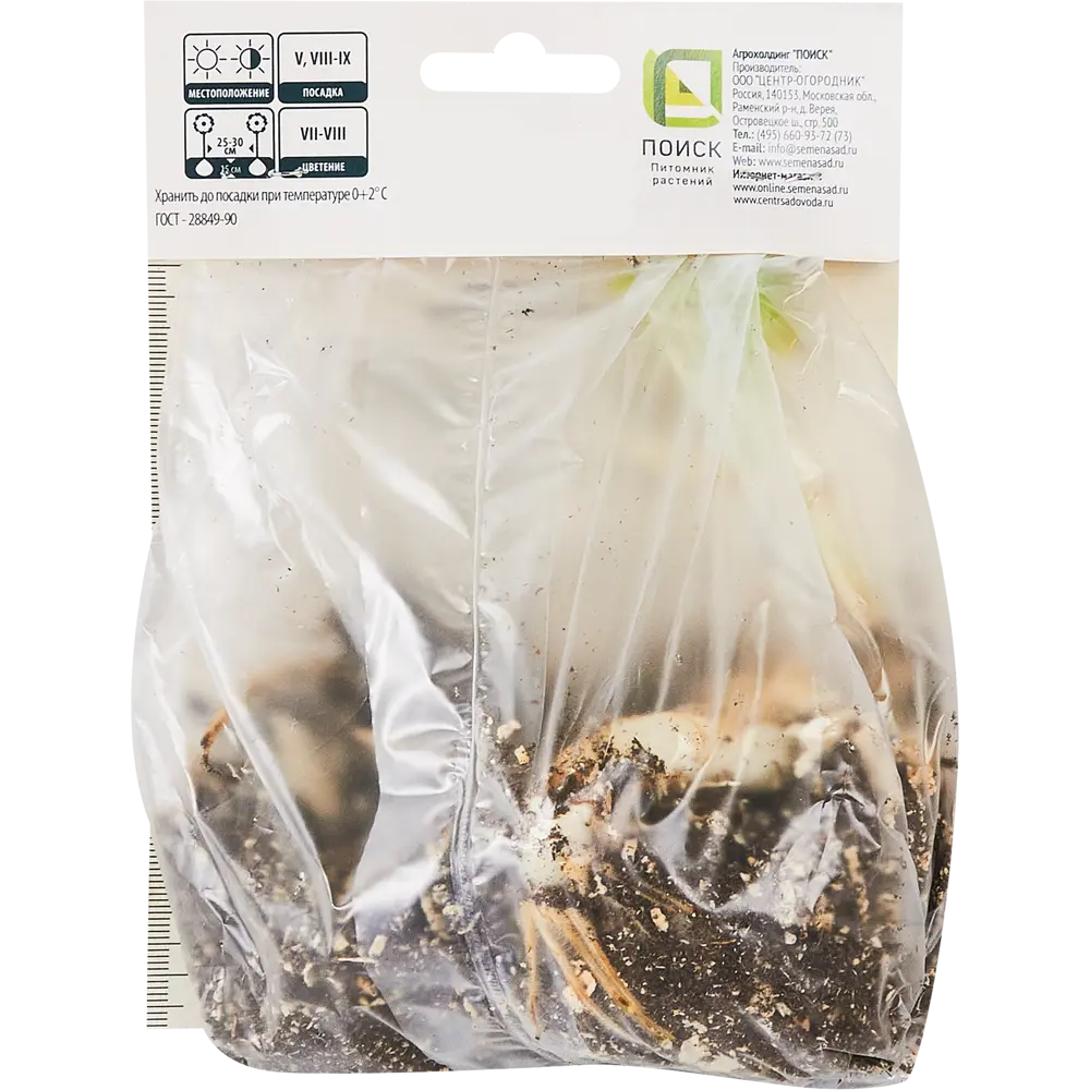 Лилия азиатская Ред Каунти ПОИСК STLM-2004822 - Вид №1