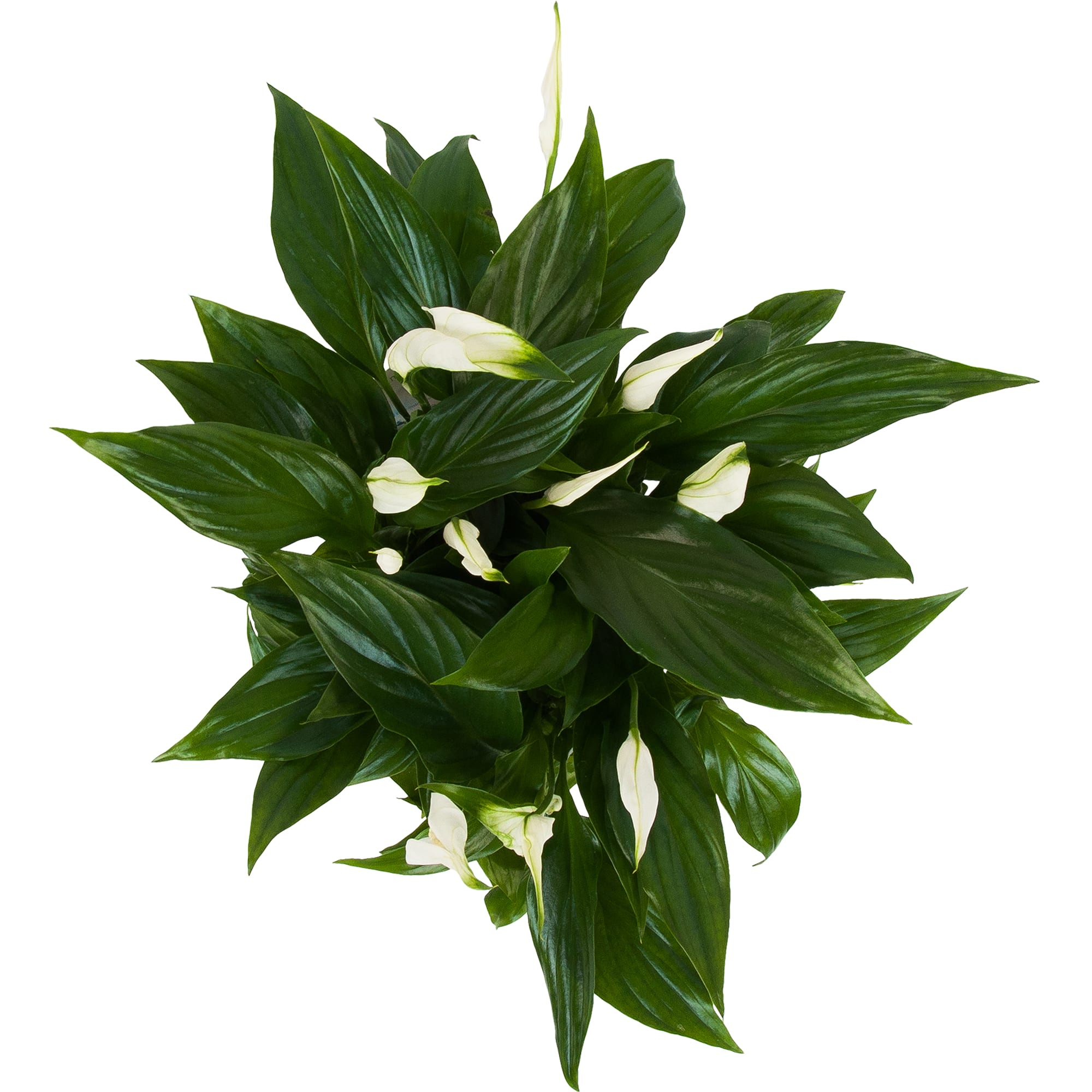 84450748 Спатифиллум микс в подарочной упаковке ø15 h40 см Santreyd  - Вид №1