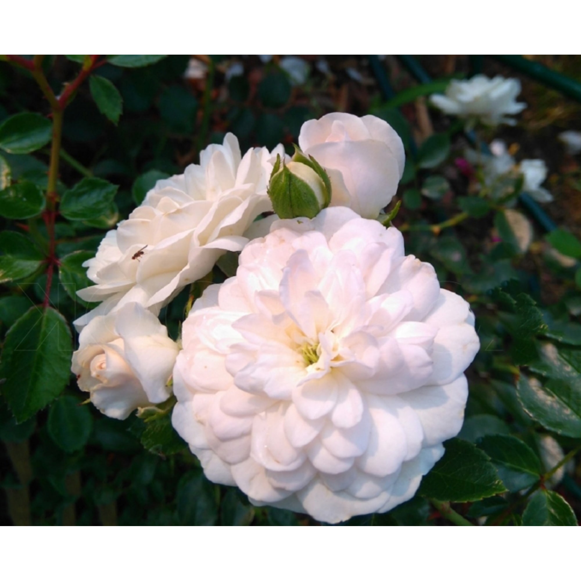 82594789 Роза парковая «Свани» 15x30 см Santreyd  - Вид №2