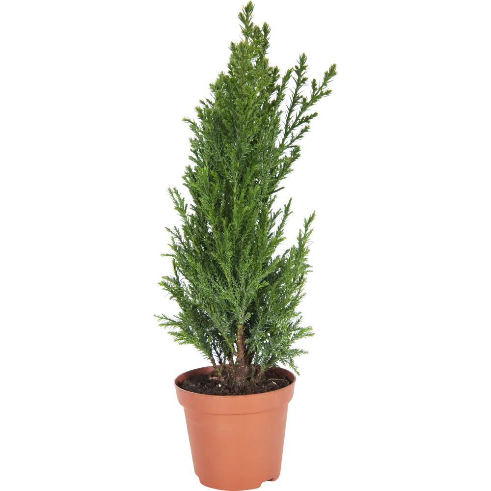 Кипарисовик Элвуди ø9 h32 см Santreyd STLM-2023805