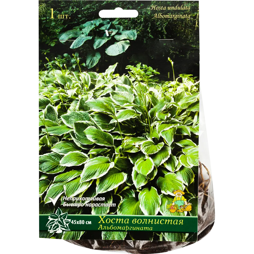 Santreyd Хоста «Альбомаргината» — изящное украшение тенистого сада 82118737 STLM-1513937