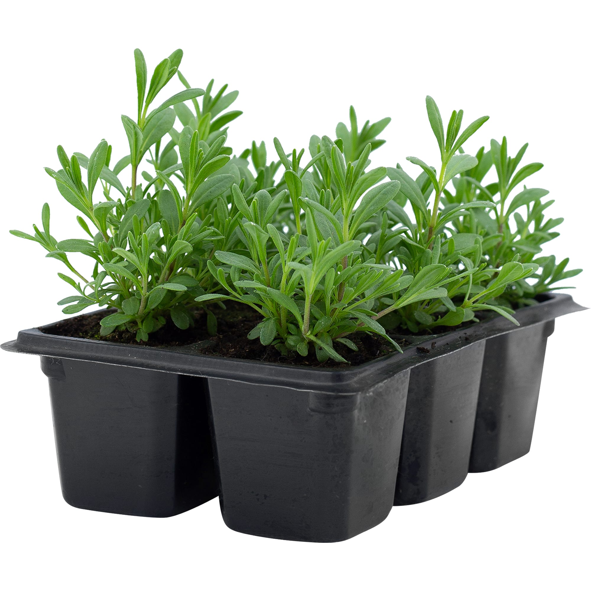 82219492 Лаванда h6 см Santreyd  - Вид №1