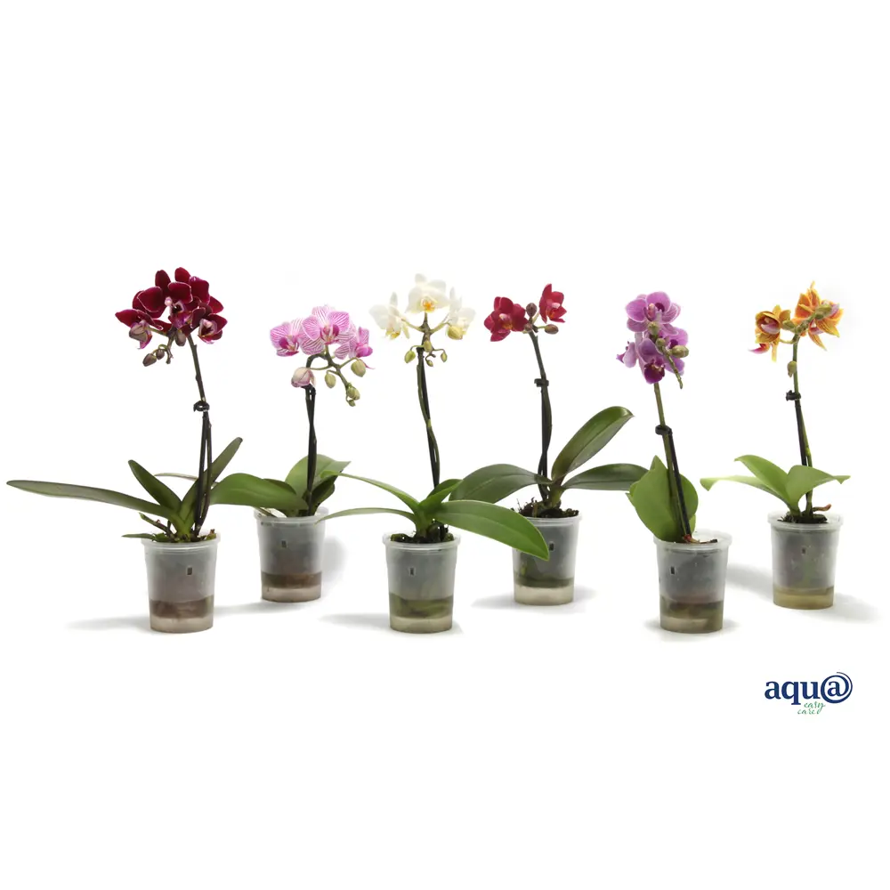 Фаленопсис Мини микс - комнатное декоративно-лиственное растение 89434914 Santreyd STLM-1580188 - Вид №2