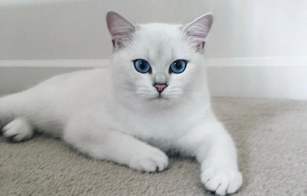 Тоби кот с самыми красивыми глазами. Голубоглазый Коби – самый красивый кот Инстаграма (25 фото)