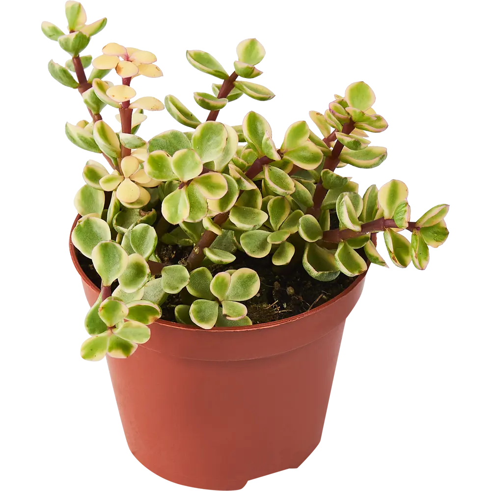 Крассула Santreyd — живое украшение интерьера с сочными листьями 85325015 STLM-0061565 - Вид №2
