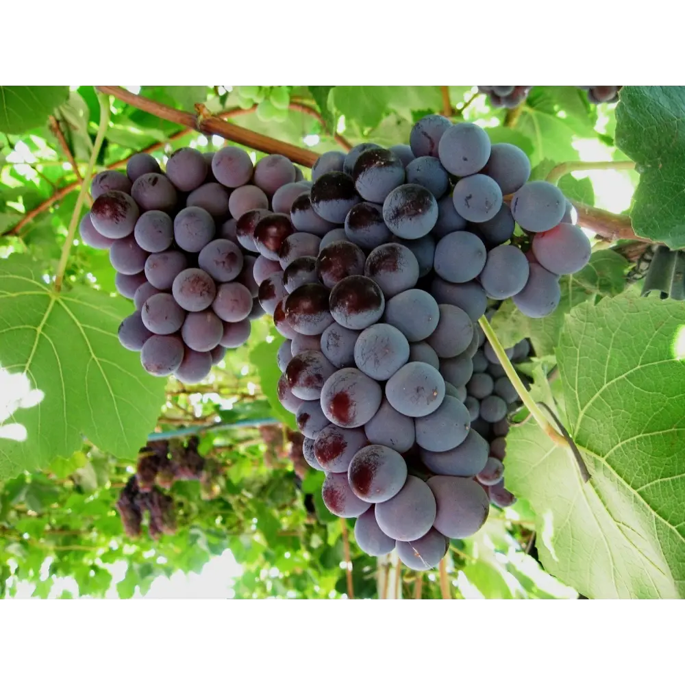 Виноград «Кардинал» C2 высота 60-80 см ВСЕ В САД STLM-2071772